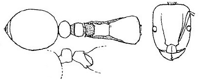 {Tetramorium bothae}