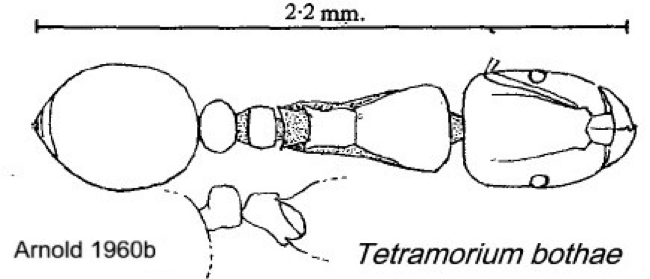 {Tetramorium bothae guillarmodi}