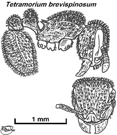 {Tetramorium brevispinosum}