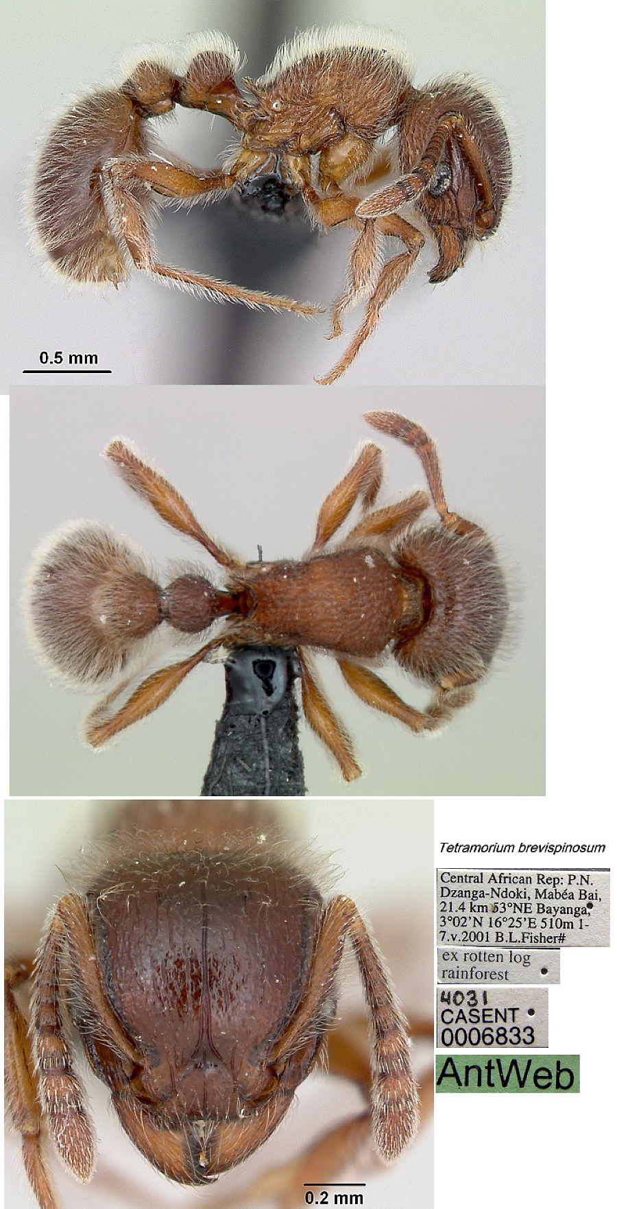 {Tetramorium brevispinosum}