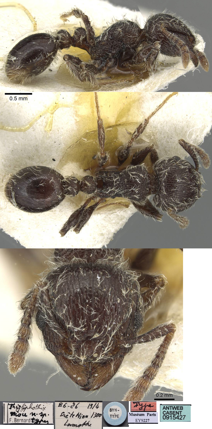 {Tetramorium brevispinosum}