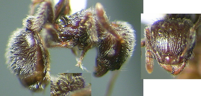 {Tetramorium brevispinosum}