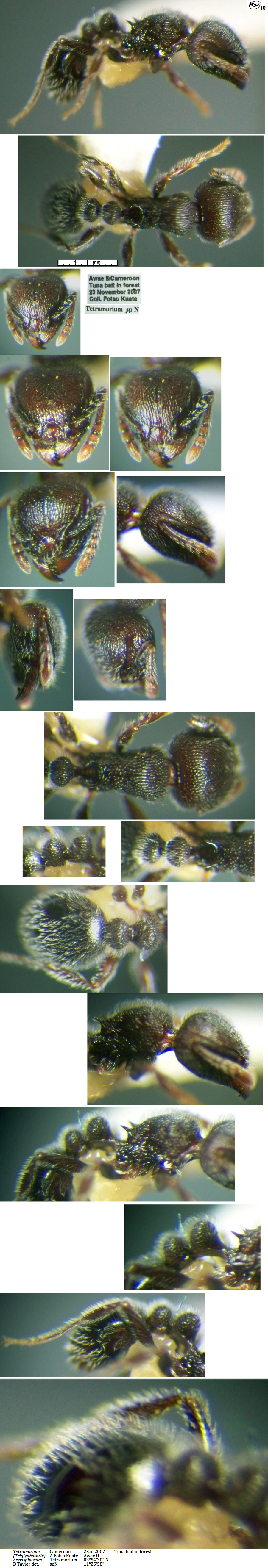 {Tetramorium brevispinosum}