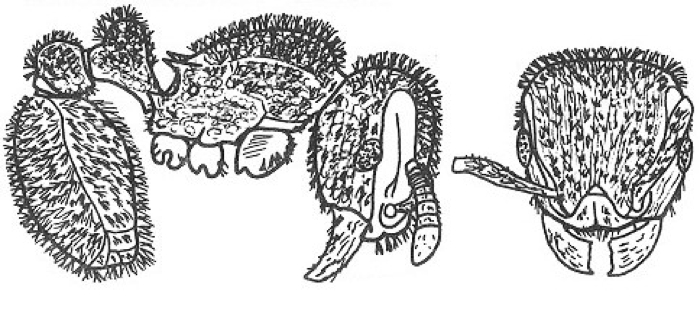 {Tetramorium brevispinosum}