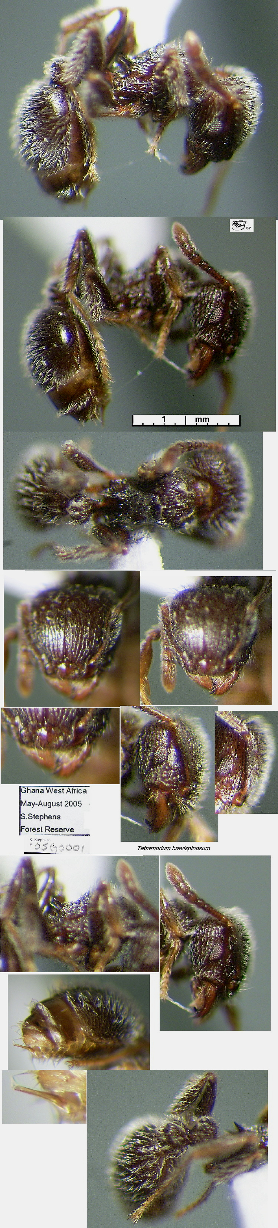 {Tetramorium brevispinosum}