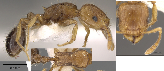 Tetramorium browni