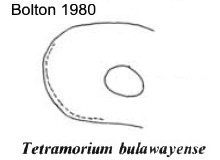 {Tetramorium bulawayense}