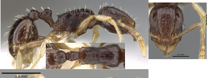 Tetramorium buthrum