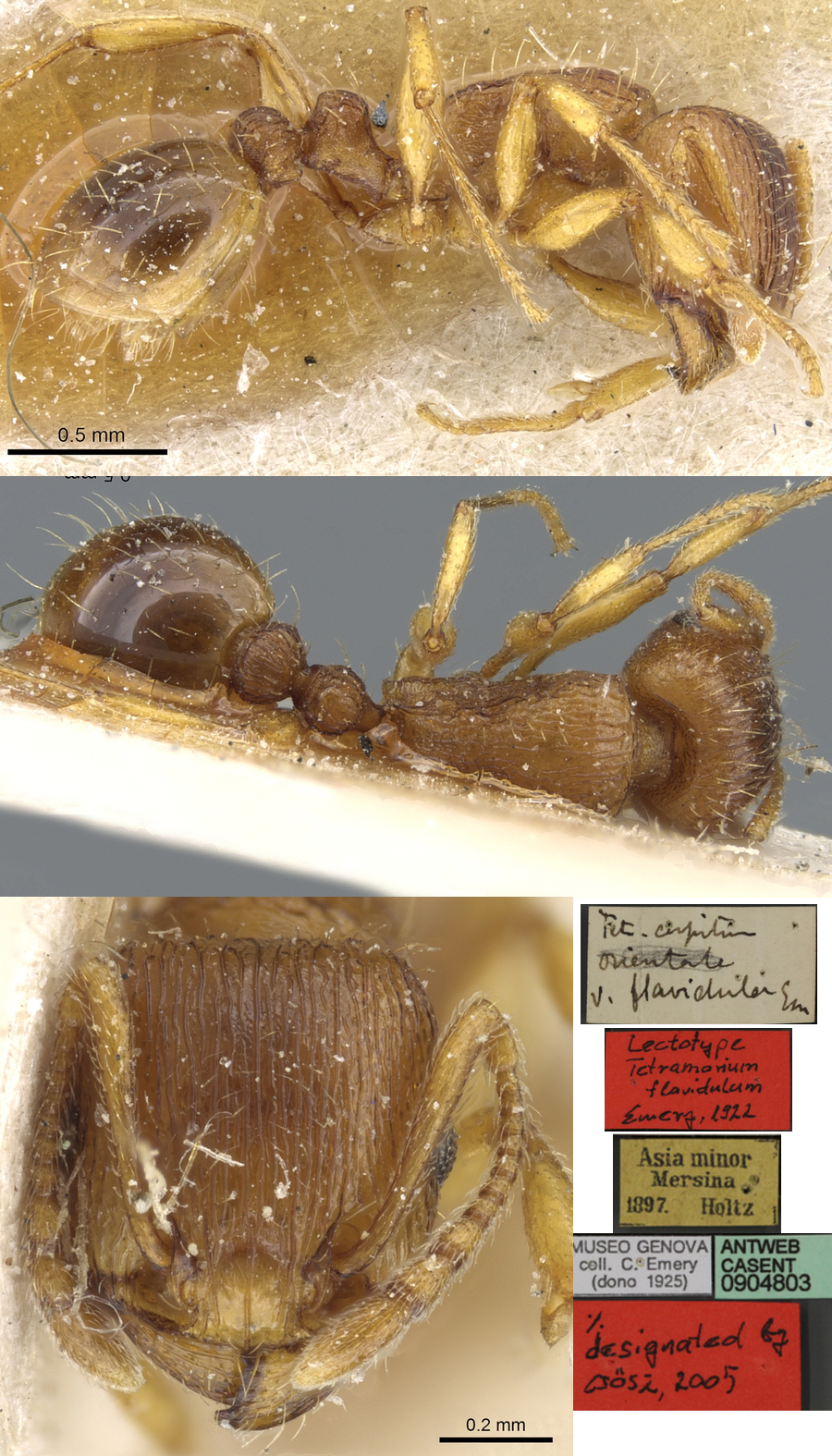 {Tetramorium caespitum fusciclava}