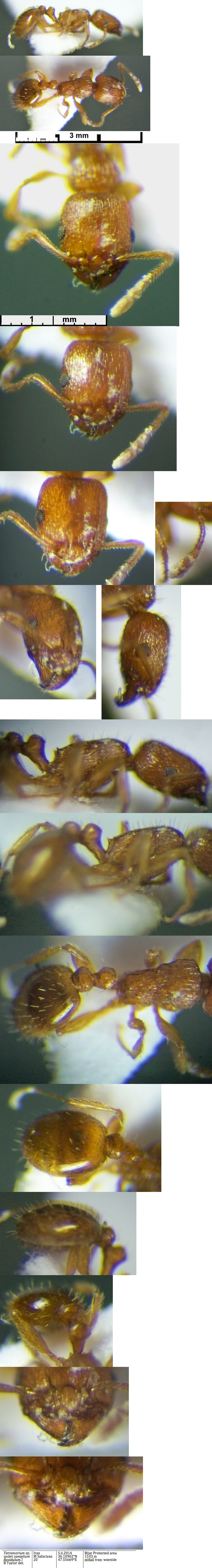 {Tetramorium caespitum flavidulum}