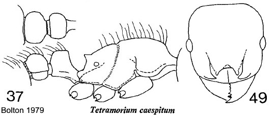 {Tetramorium caespitum}