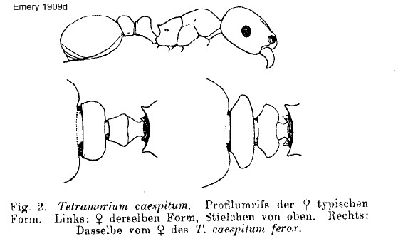 {Tetramorium caespitum}