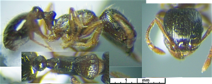 Tetramorium caespitum