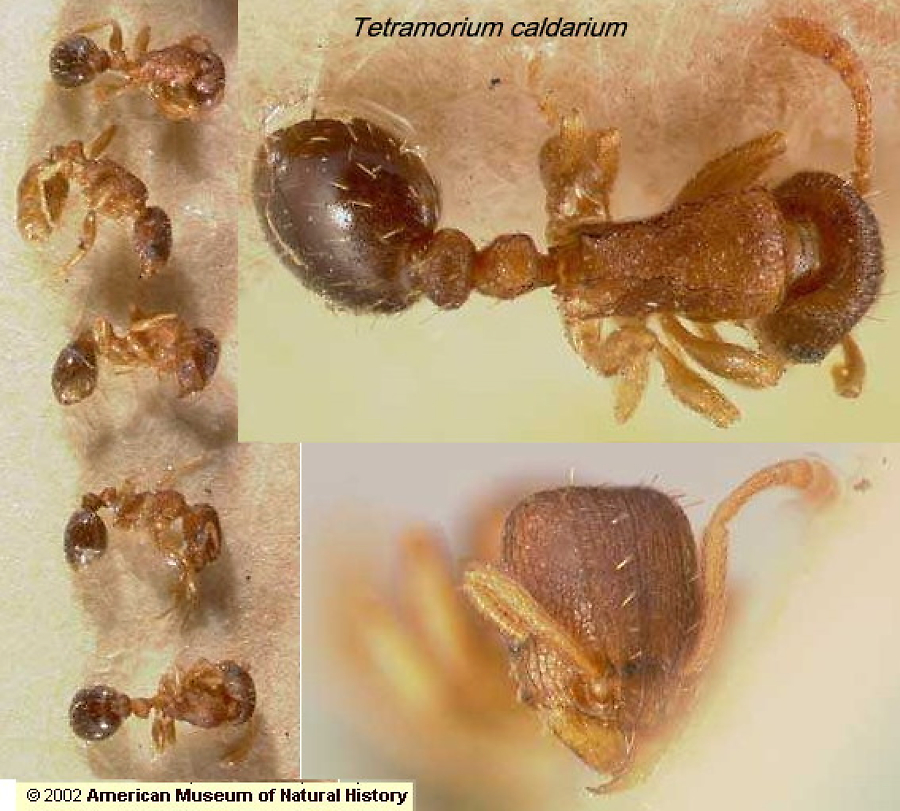 {Tetramorium pusillum hemisi}