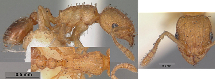 Tetramorium caldarium