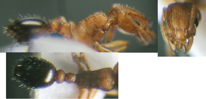 {Tetramorium caldarium Congo}