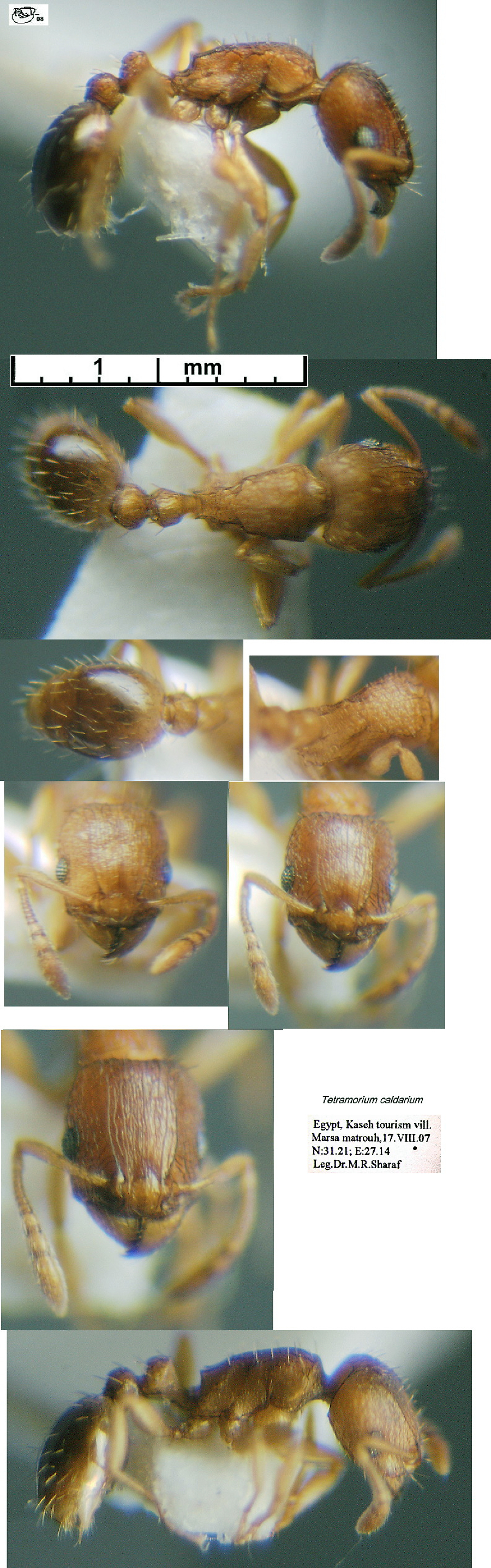 {Tetramorium caldarium}