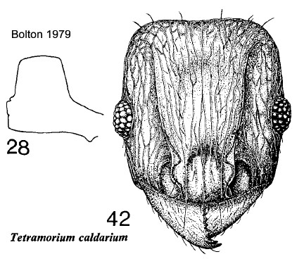 {Tetramorium caldarium}