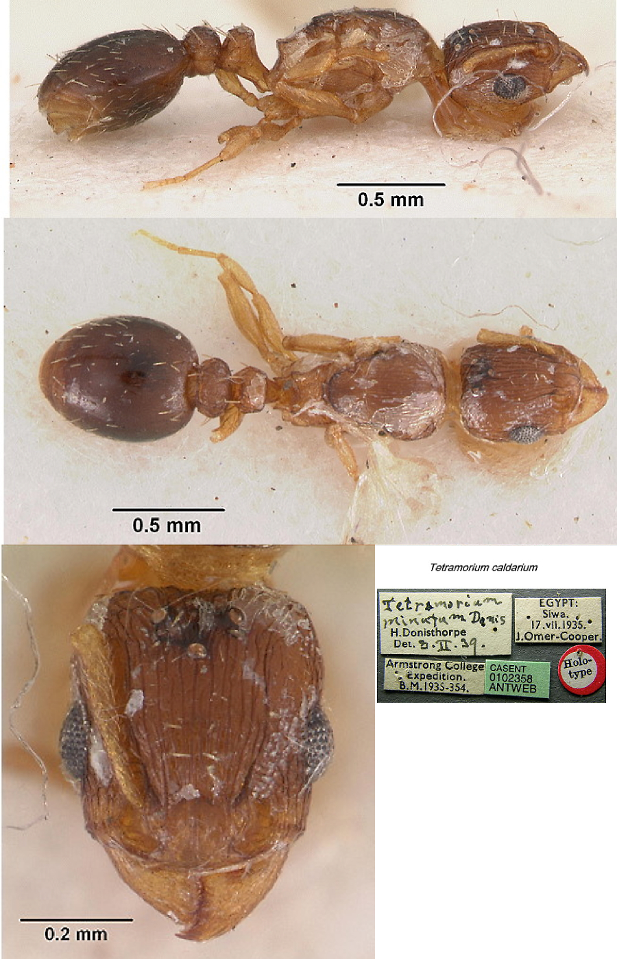 {Tetramorium minutum}