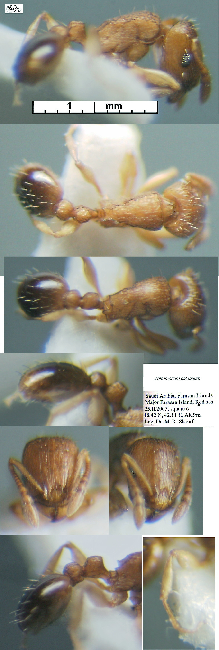 {Tetramorium caldarium}