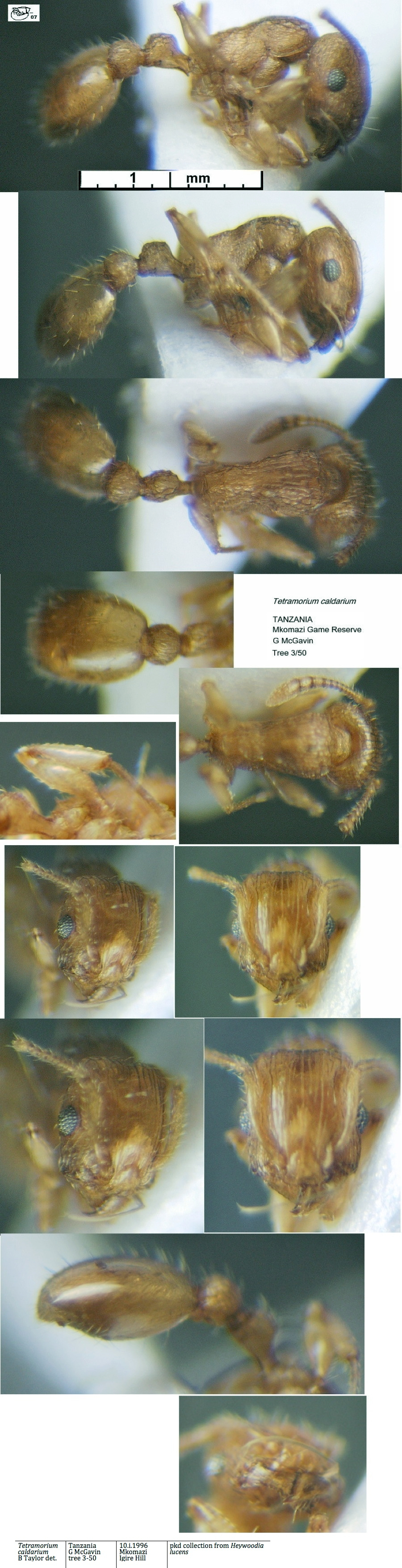 {Tetramorium caldarium}