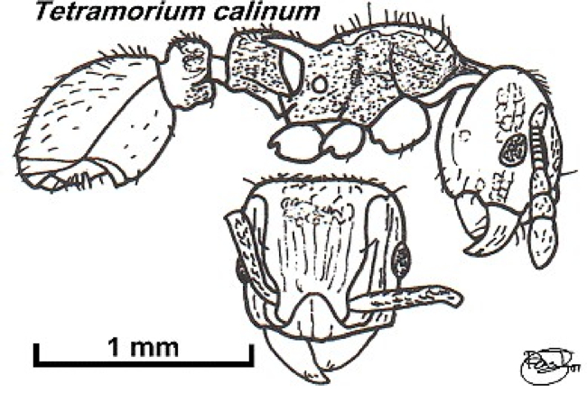 {Tetramorium calinum}