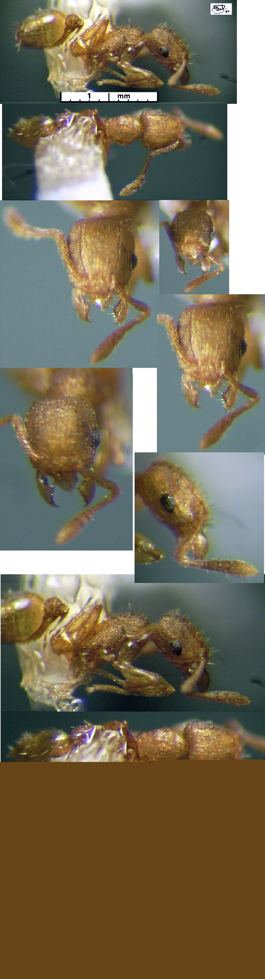 {Tetramorium calinum}
