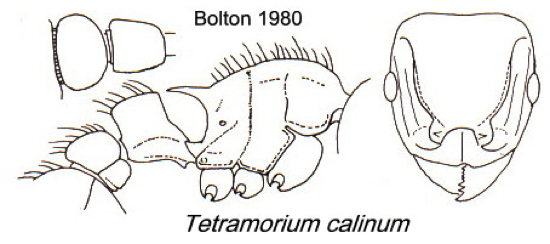 {Tetramorium calinum}