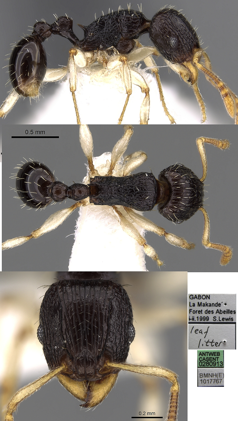 {Tetramorium camerunense}