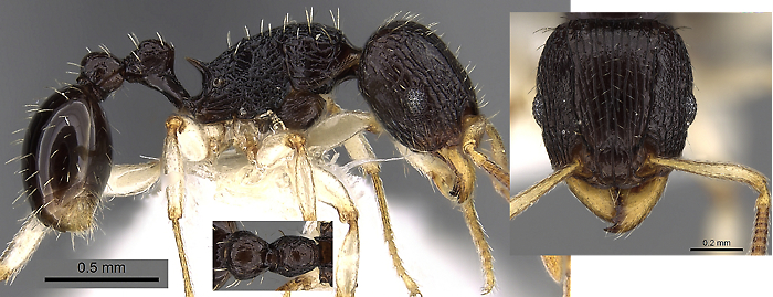 Tetramorium camerunense