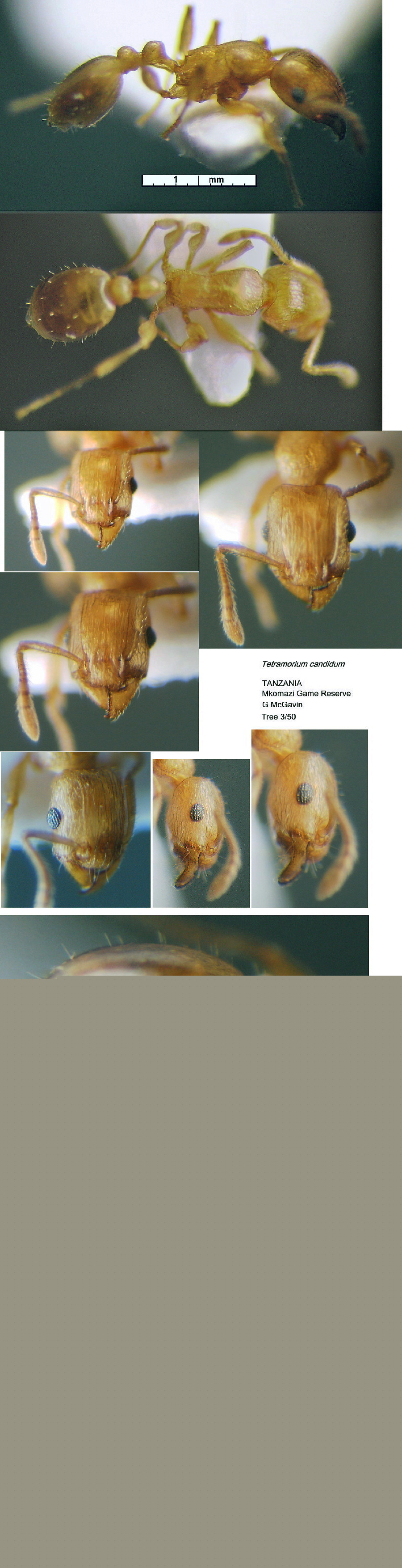 {Tetramorium candidum}