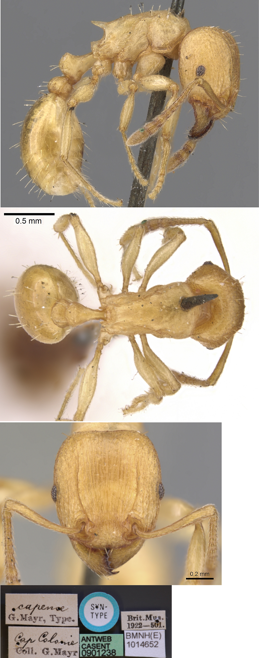 {Tetramorium capense}