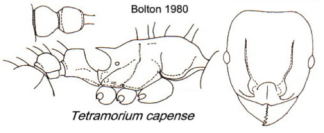 {Tetramorium capense}