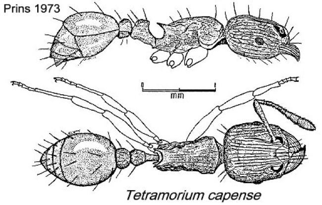 {Tetramorium capense}