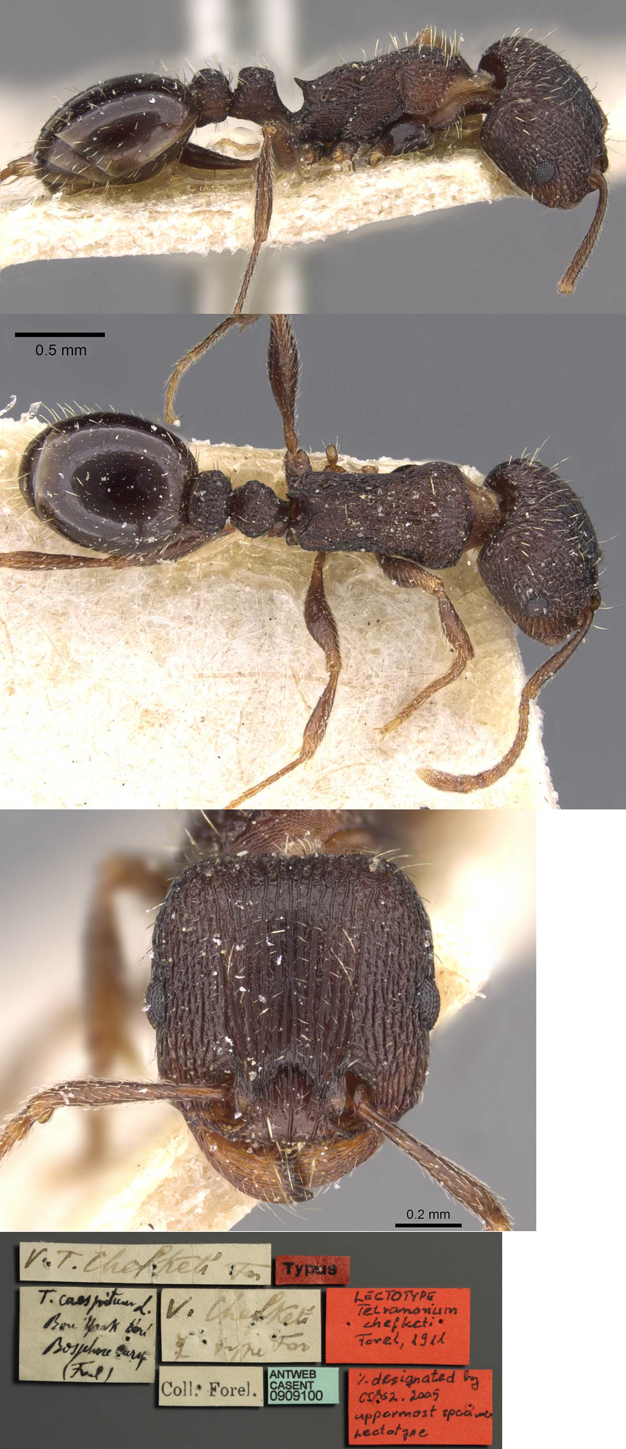 Tetramorium chefketi