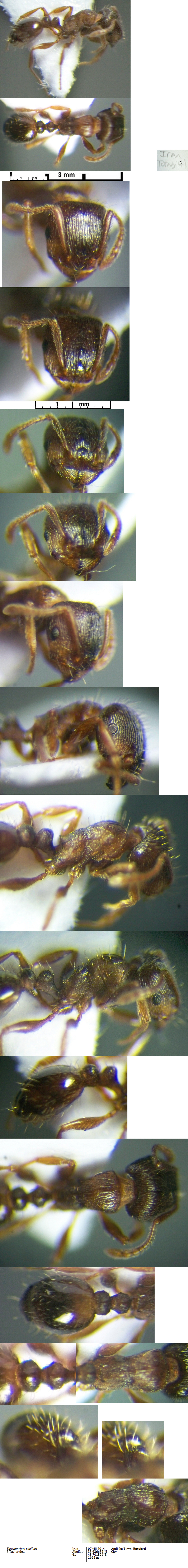 {Tetramorium chefketi}