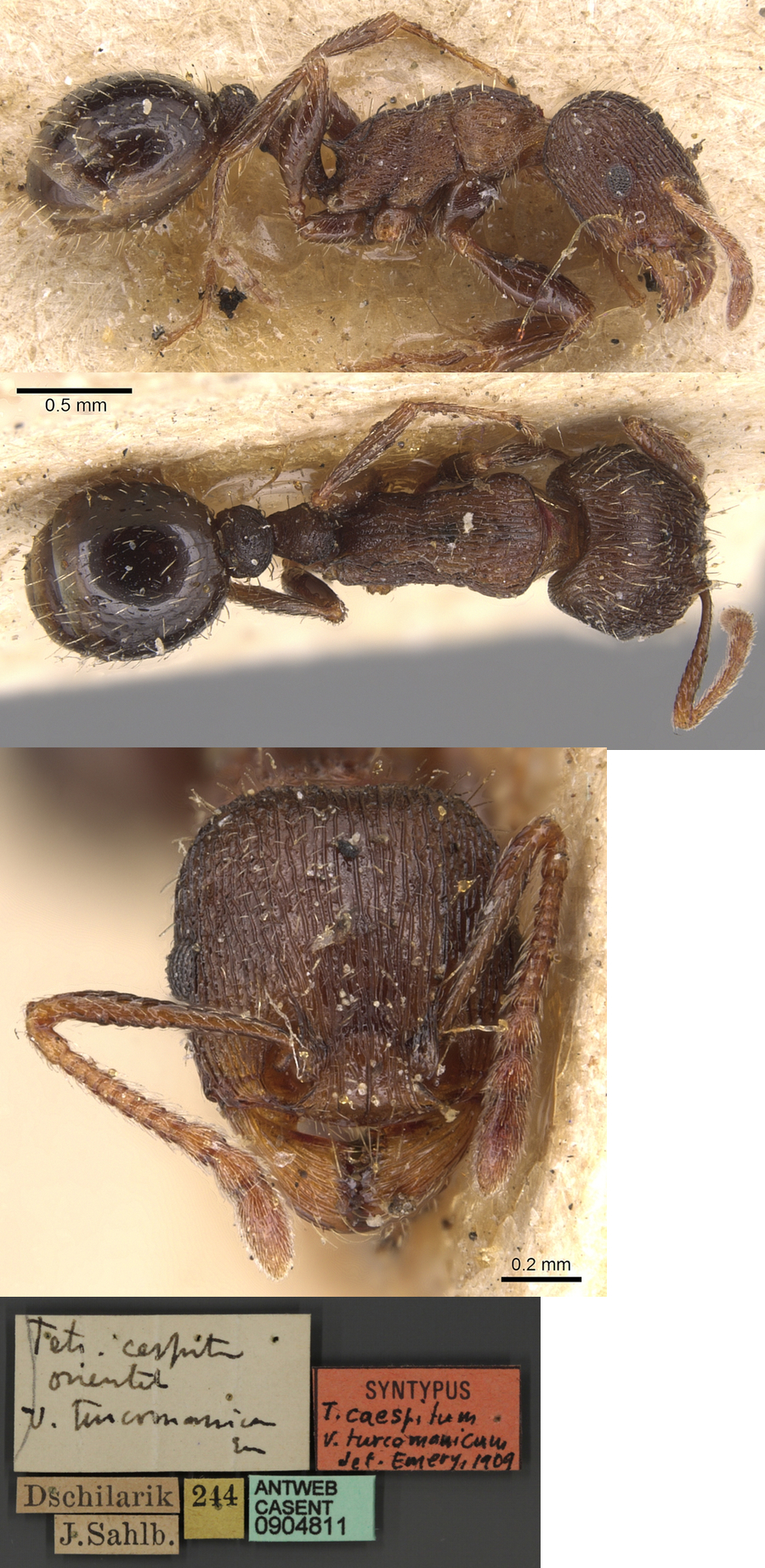 Tetramorium chefketi