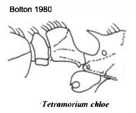 {Tetramorium chloe}