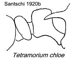 {Tetramorium chloe}