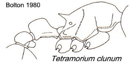 {Tetramorium clunum}