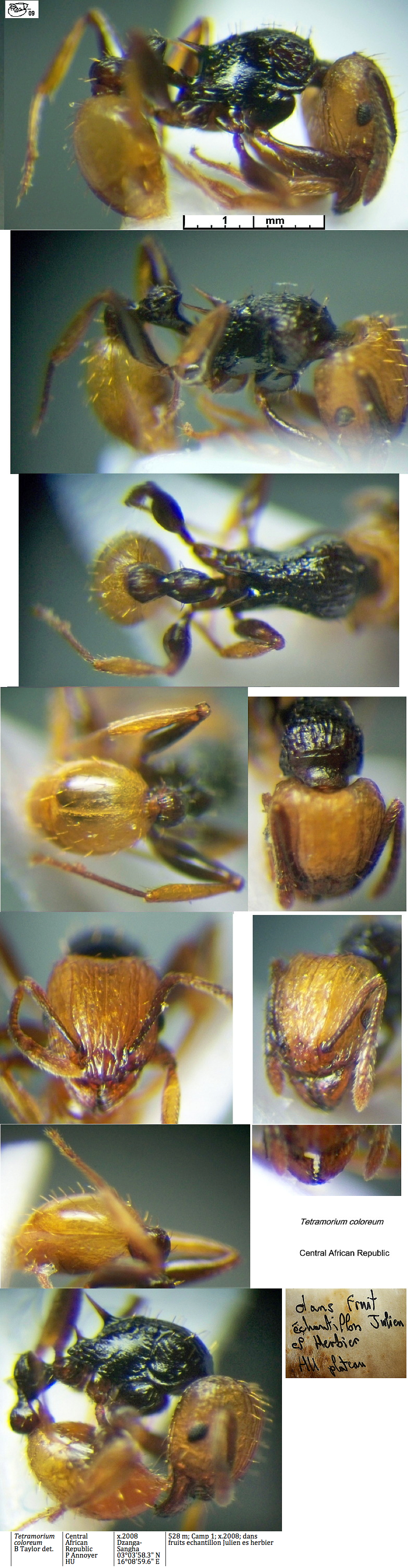 {Tetramorium coloreum}