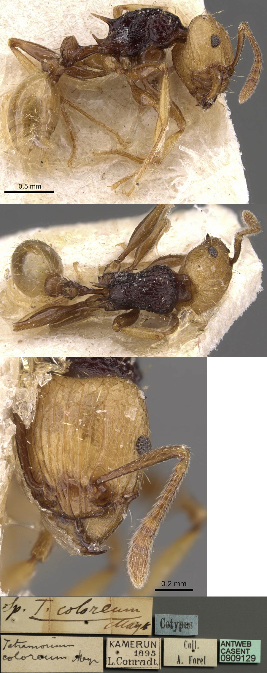 Tetramorium coloreum
