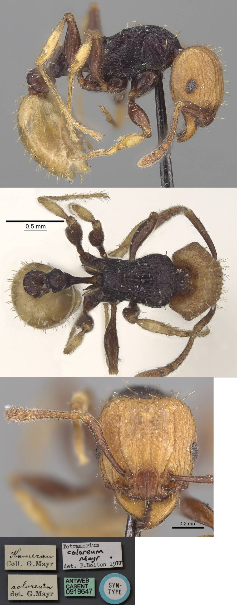 Tetramorium coloreum