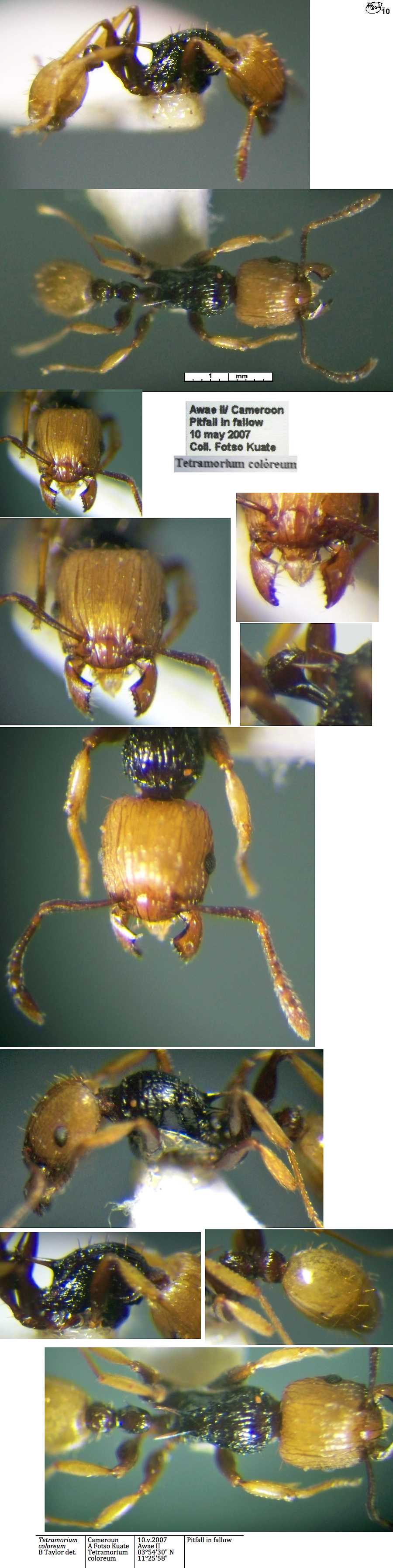 {Tetramorium coloreum}