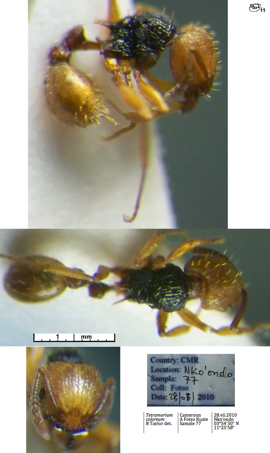 {Tetramorium coloreum}