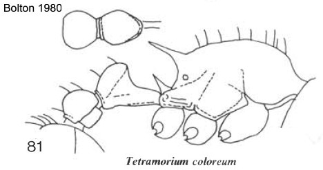{Tetramorium coloreum}
