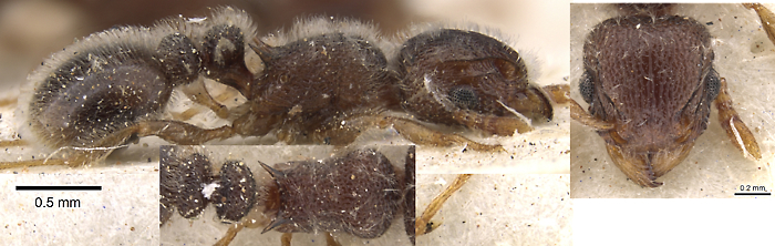 {Tetramorium constanciae}