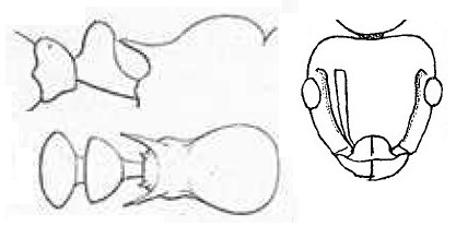 {Tetramorium constanciae}