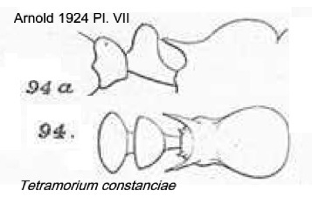 {Tetramorium constanciae}
