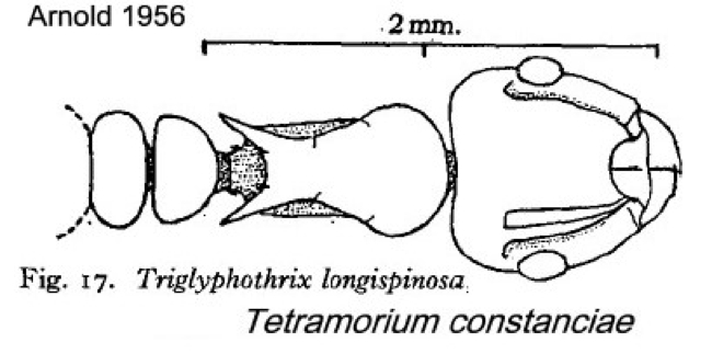 {Teramorium constanciae longispinosum}